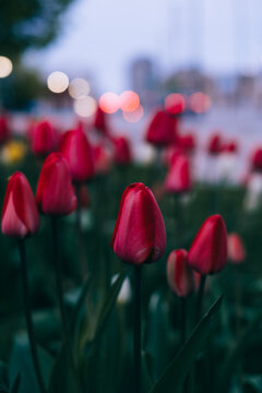flowers and car lights