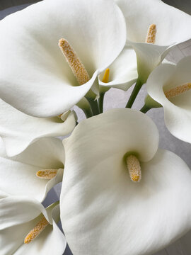 Calla lily white flowers bouquet closeup