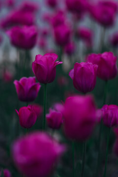 Some Flowers Outside