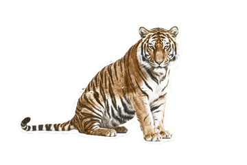 Obraz premium Tiger sitting isolated on white background, vector illustration