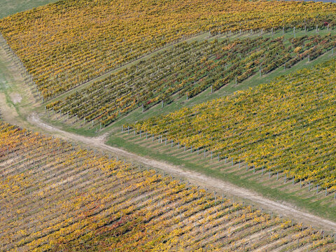 Rows of golden grape vines in a hillside vineyard