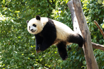 Obraz premium Close up Funny pose of Little panda sleeping on the tree, Chengdu, China