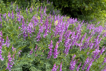 Obraz premium Vibrant Field of Purple Wildflowers