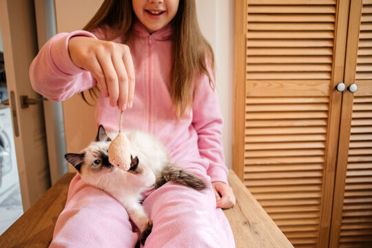 A teenage girl plays with Thai kitten at home.