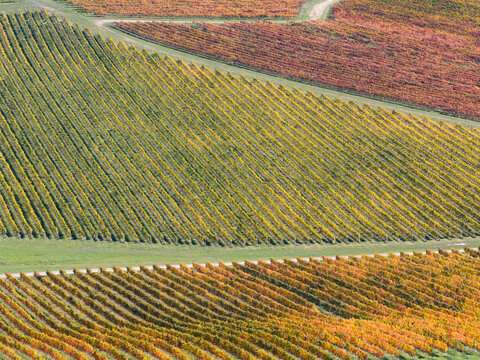 Rows of multi colored grapevines on a hillside vineyard