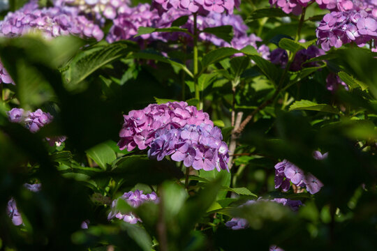 紫の紫陽花