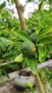 Close up of small green lime fruit growing on tree branch vertical video