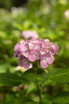 ピンクの紫陽花