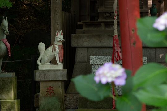 稲荷神社と紫陽花