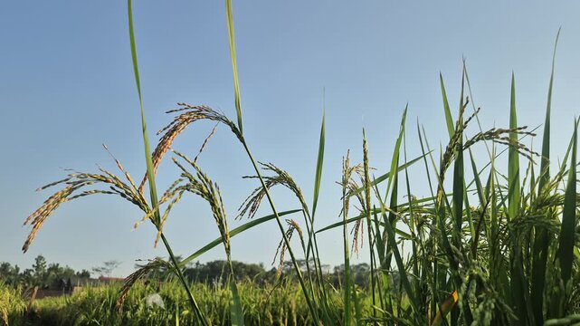 Rice stalks with golden grains growing in the green paddy field under a clear blue sky.