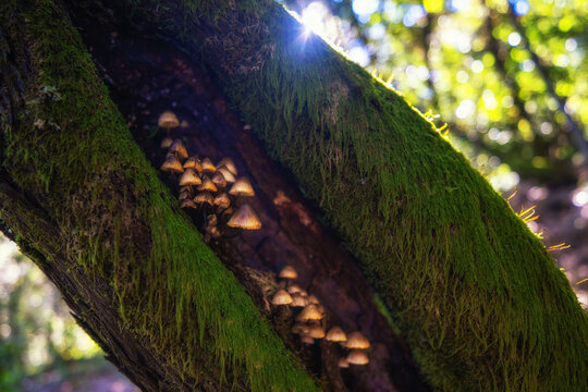 Pilze an einem bemoosten Baum im Urwald El Cedro auf La Gomera