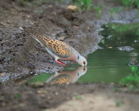 European turtle bird drinking water from a forest stream, Streptopelia turtur