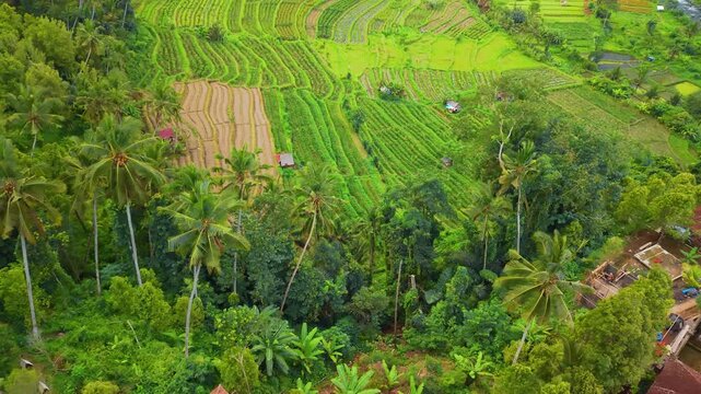 Variety of crops in agricultural site during the afternoon