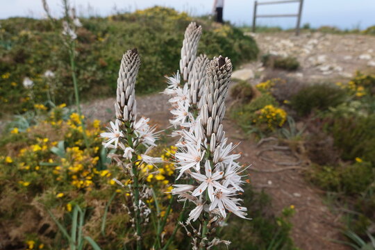 White asphodel flowers blooming on a grassy hillside path