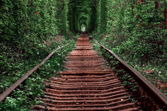 a railway in the spring forest. Tunnel of Love, green trees and the railroad