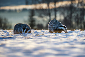 Two european badgers foraging in a snowy field during winter morning light. © Rudolf