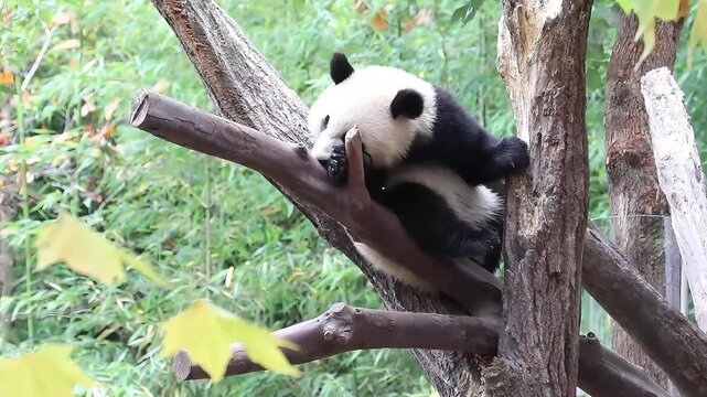 Close up Funny pose of Little panda sleeping on the tree, Chengdu, China
