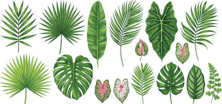Tropical Leaf Vector Icon Set Featuring Monstera, Palm, Banana, and Caladium Foliage Illustrations for Summer, Exotic, Jungle, and Botanical Designs
