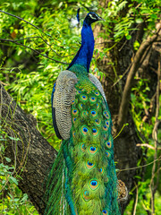 Obraz premium A Peacock