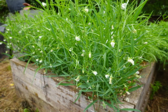 Grass pea plants growing in a raised wooden garden bed, showing green foliage and delicate white flowers