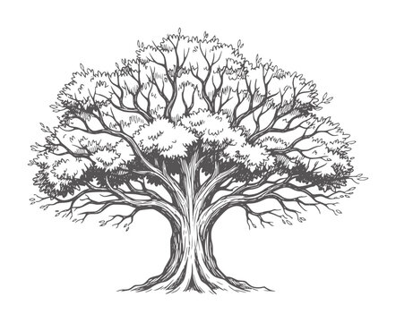 Of a large deciduous tree with spreading branches and dense foliage nature trunk