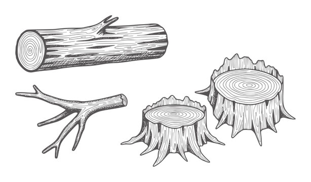 Wood log branch and tree stumps with visible growth rings