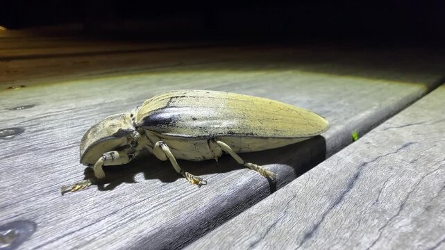 Giant Acacia Click Beetle (Tetralobus flabellicornis) moving slowly across a wooden surface, illuminated by artificial lighting at night in Kruger National Park, South Africa.