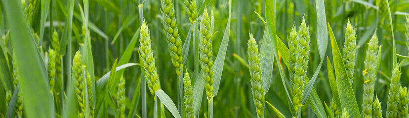 Obraz premium Green wheat field. Green ear of wheat close up. Selective focus, blurred background. Concept of good harvest. Ukraine, Europe.