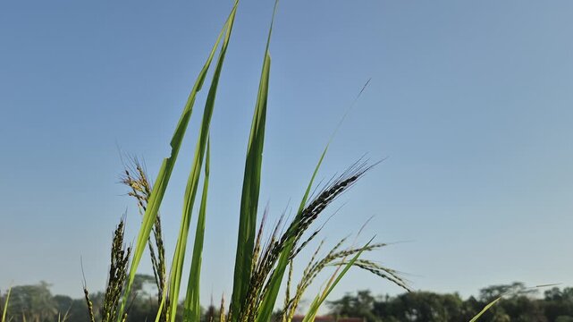 Close-up of black glutinous rice plants (Oryza sativa var. glutinosa) growing in a paddy field under a clear blue sky, agricultural landscape.