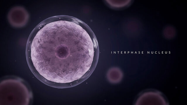 Interphase nucleus cell biology illustration with purple nucleus and transparent cell membrane in dark background with other cells