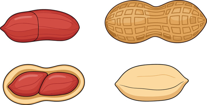 Peanut vector illustration set with clean cartoon style colored whole shell cracked pod and raw kernels for healthy food snack packaging design.