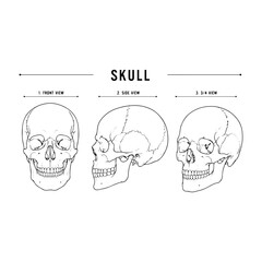 Skull bone diagram in three views frontal side and 3/4 view illustration human anatomy skeleton. © Yusra