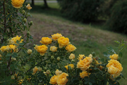 Beautiful garden view of bright yellow double shrub roses blooming alongside white common ninebark flower clusters on decorative bushes in summer.