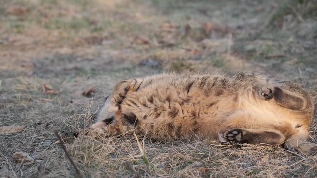 Funny cat rolling in dry grass during warm golden hour sunset 