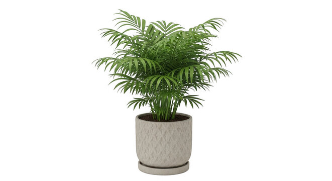Potted palm plant isolated on transparent background