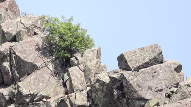 Eleonora's falcon (Falco eleonorae) flying in the sky over Troodos mountains in Cyprus