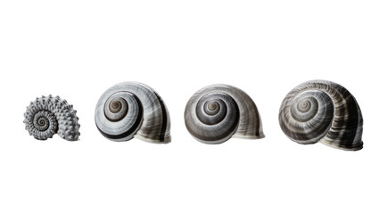 Isolated spiral snail shells and ancient ammonite fossil in a natural progression sequence © Gabriel