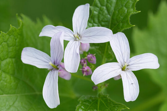 Closeup on the fragile pink flowers of the perennial honesty wildflower, Lunaria rediviva
