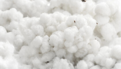 Fototapeta premium Close-up of raw white cotton bolls showing soft fibers and natural texture with plant based raw material white fiber agricultural produce cotton boll organic fiber sustainable textile