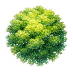 Obraz premium PNG Lush watercolor tree illustration