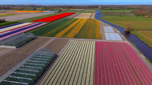 Aerial view of colorful flower fields arranged in long parallel rows with greenhouses and a canal nearby, surrounded by farmland and a distant town in the Netherlands.