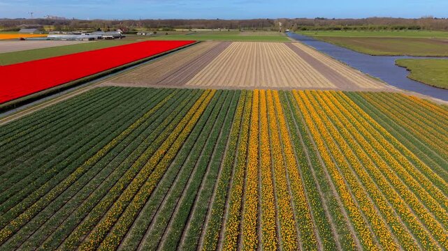 Aerial view of colorful flower fields with yellow and red rows, green farmland, farm buildings, and a canal running through the landscape in the Netherlands.