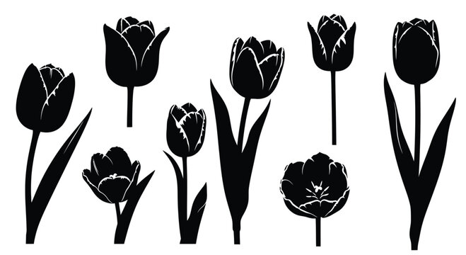 Black tulip silhouettes on white background, tulips flowers