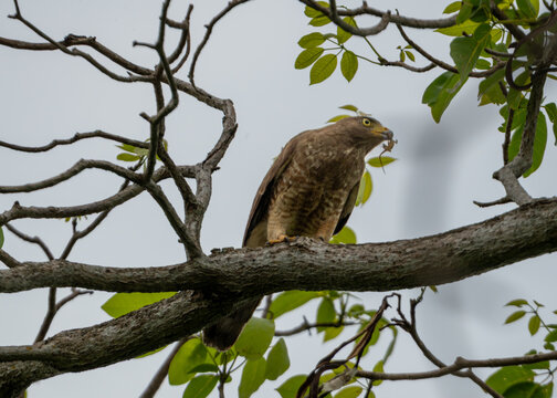 &aacute;guila con su presa, depredador cazando