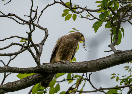 &aacute;guila con su presa, depredador cazando