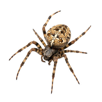 Spider Isolated on transparent Background png (Side View)