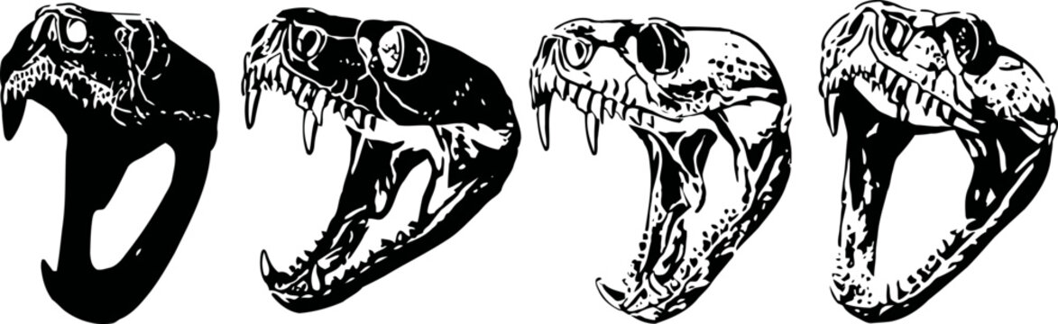 snake skull illustrations showing detailed jaws and teeth anatomy in black and white