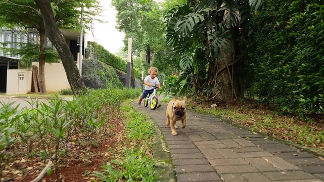Playful duo - young boy on runbike and puppy - race along narrow paths together. French Bulldog pup leads way in reverse dolly shot, with boy chasing after. Slow-motion footage