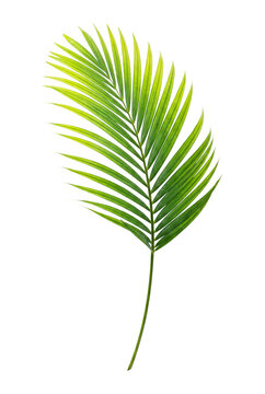 Palm leaf with detailed fronds, isolated on transparent background