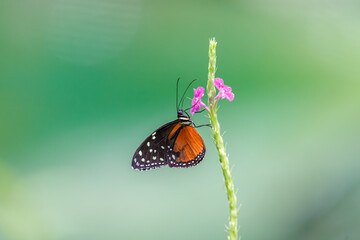 Butterfly known as Danaus gilippus, often called the "Queen Butterfly" that belongs to the family Nymphalidae (brush-footed butterflies).  © kalmio